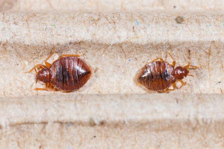 5 ways of getting rid of bed bug bites