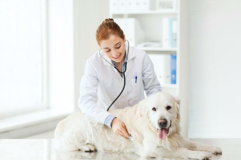 5 Facts About Pet Insurance That You Must Know