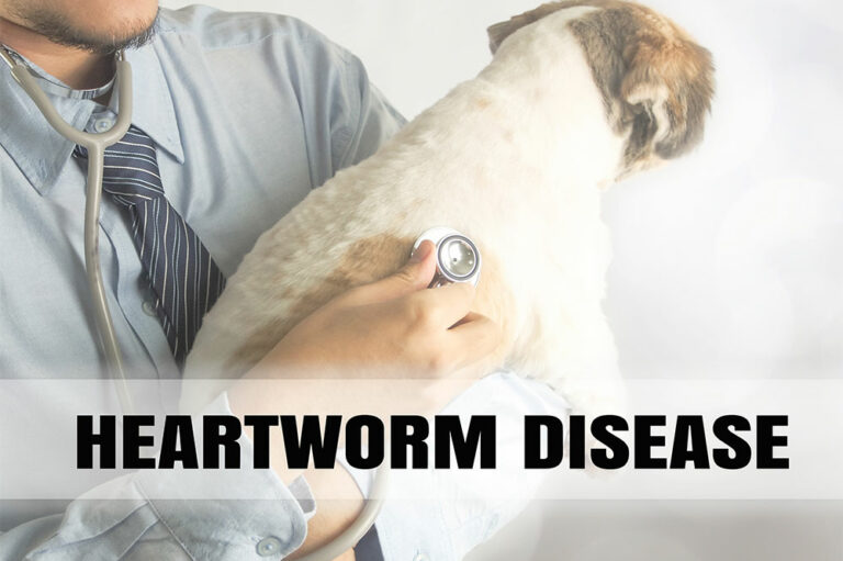 5 medicines that help prevent heartworm in dogs