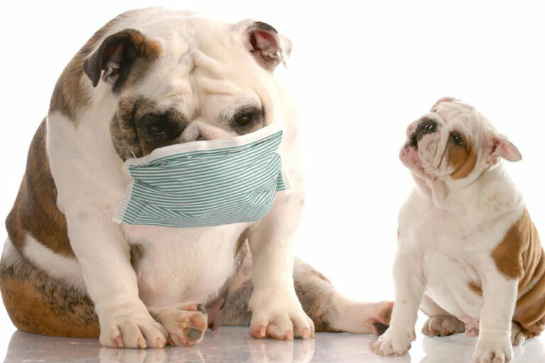 5 prominent symptoms that indicate dog allergy