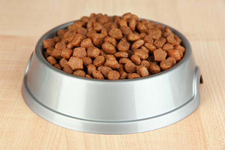 5 scrumptious weight-loss dog foods for your overweight canine