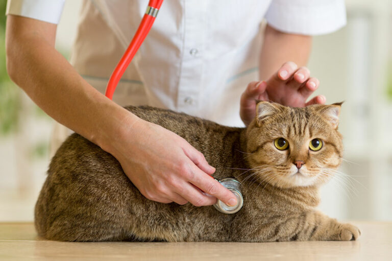 6 Common Health Problems in Cats