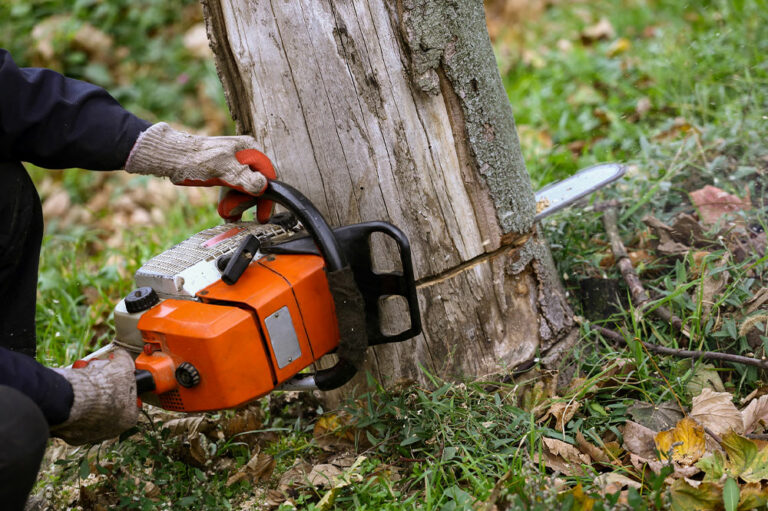 6 Reasons to Choose Tree Removal Services