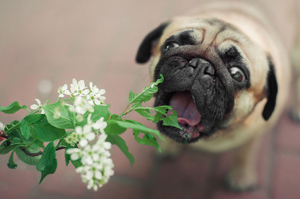 6 plants that are toxic to dogs