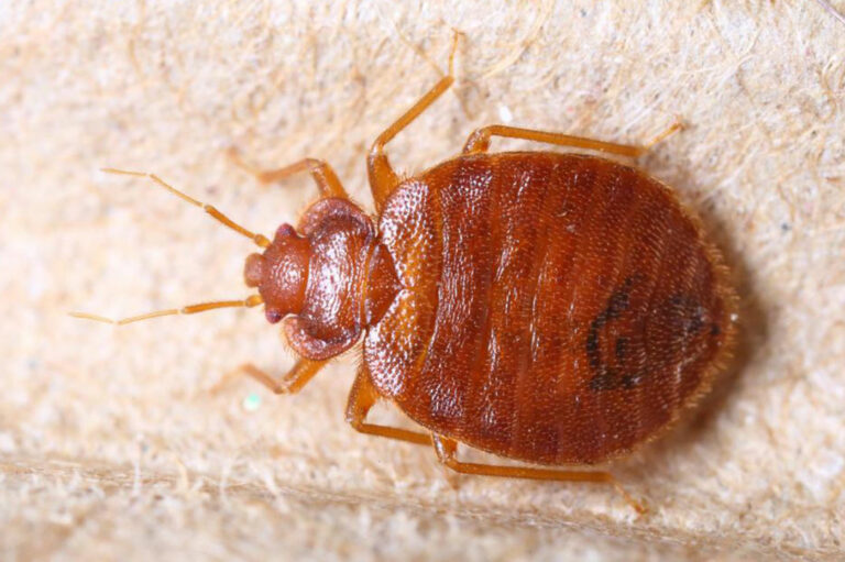 7 Ways to Effectively Detect Bed Bugs