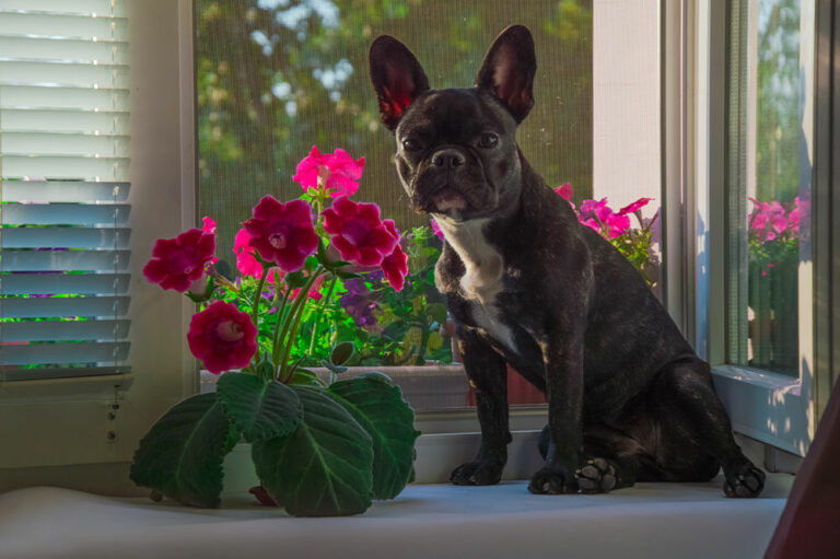 7 poisonous houseplants to keep away from dogs